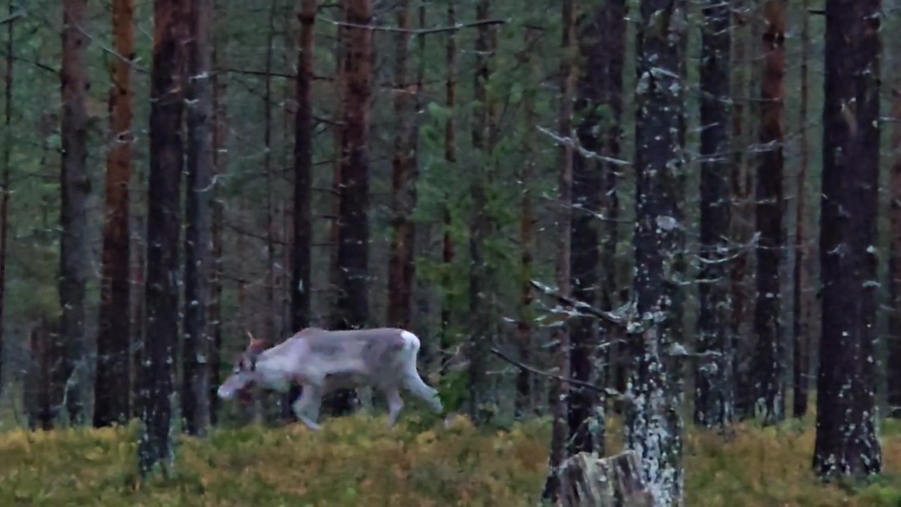 Days 10-12 Crossing the Artic Circle